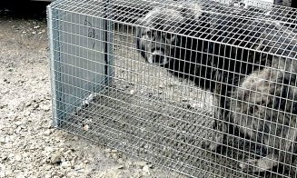 Țineți-vă câinii în curte! Altfel vi-i iau hingherii și mai și plătiți pentru a-i recupera