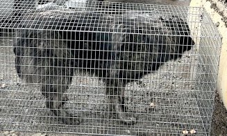 Țineți-vă câinii în curte! Altfel vi-i iau hingherii și mai și plătiți pentru a-i recupera