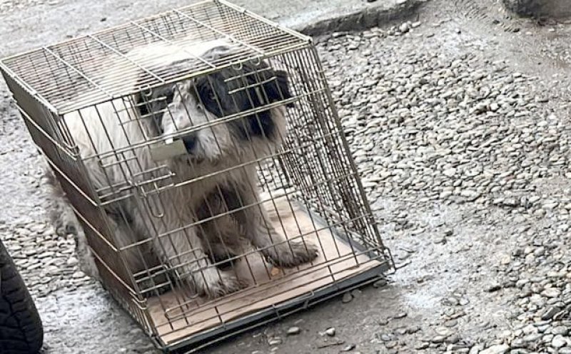 Țineți-vă câinii în curte! Altfel vi-i iau hingherii și mai și plătiți pentru a-i recupera
