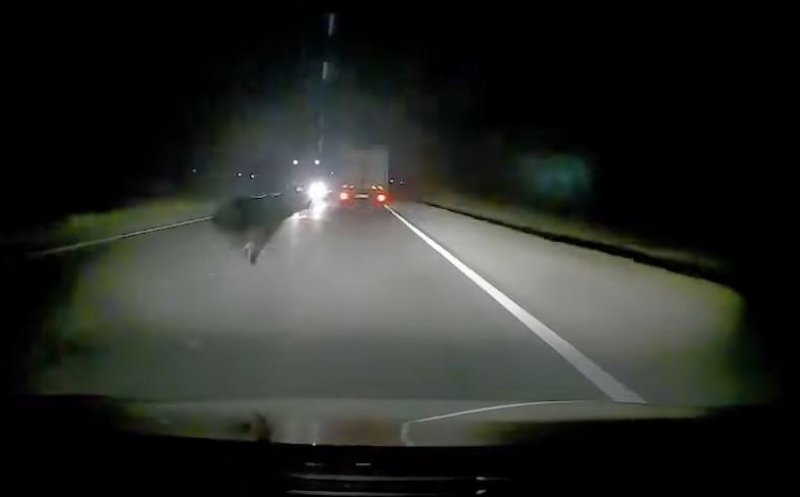 Urs lovit de mașină pe Cluj-Gherla. Animalul a apărut brusc pe șosea: Atenție, imagini cu puternic impact emoțional!