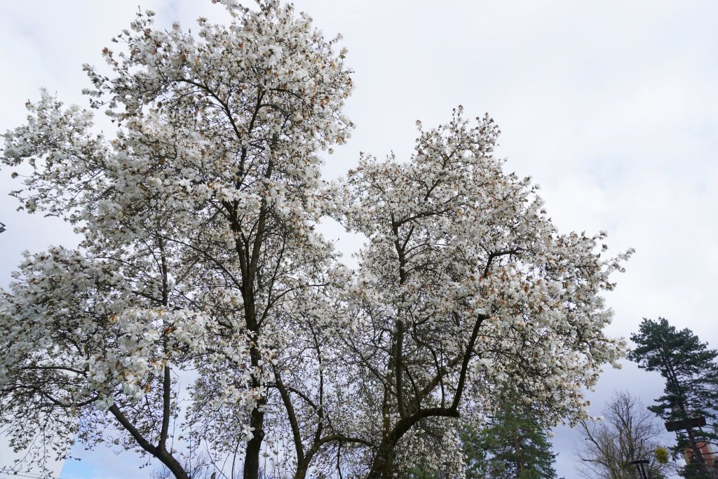 De Paște, bucură-te de magnoliile care au înflorit la Grădina Botanică din Cluj-Napoca