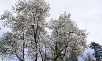 De Paște, bucură-te de magnoliile care au înflorit la Grădina Botanică din Cluj-Napoca