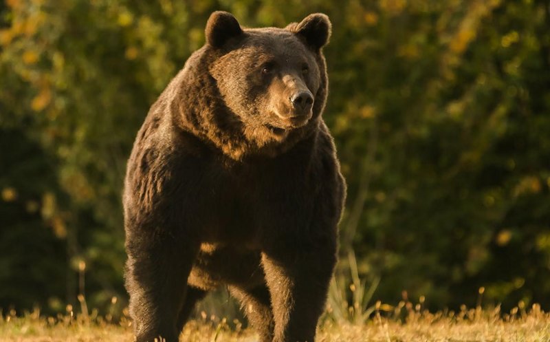 Urşi semnalați în localități din două județe vecine Clujului. Au fost emise mesaje Ro-Alert