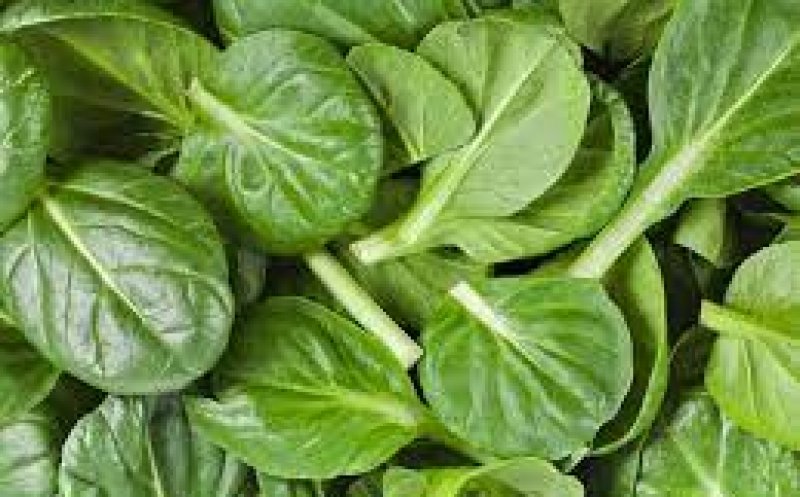 Planta care face minuni în tratamentul ulcerului