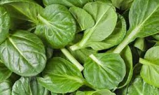 Planta care face minuni în tratamentul ulcerului