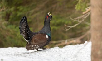 Imagini spectaculoase în Apuseni. Cocoși de munte surprinși în perioada ritualului de împerechere