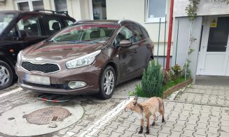 Vulpea, la plimbare printre blocurile din Florești / ”Înfometată și foarte amărâtă! Se apropie de oameni... Unde ar trebui să sunăm?”