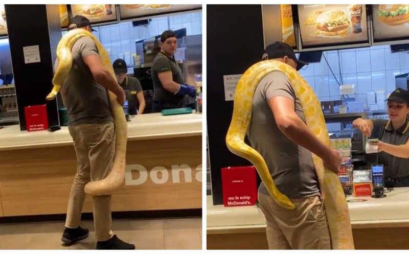 Scene incredibile. S-a dus la fast-food cu un șarpe gigantic la gât / „Nu mai stă nimeni la coadă acum”