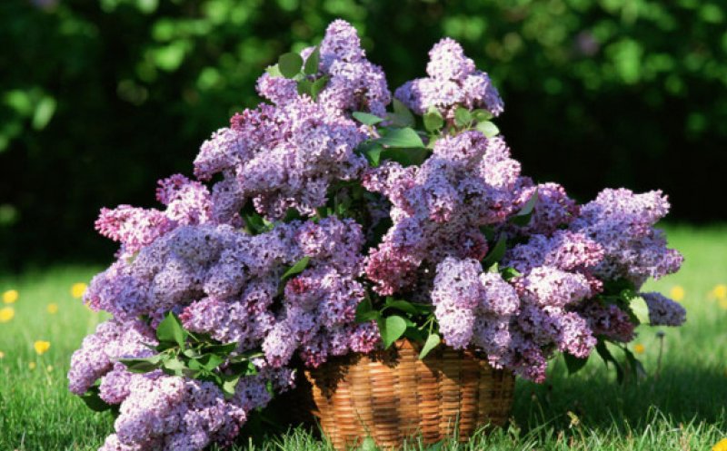 La ce sunt bune florile de liliac. Aceste plante aduc proprietăți benefice pentru sănătate
