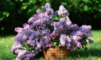 La ce sunt bune florile de liliac. Aceste plante aduc proprietăți benefice pentru sănătate