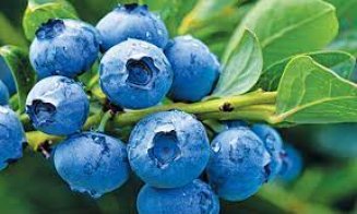 Planta ieftină care ajută diabeticii. Reduce glicemia considerabil