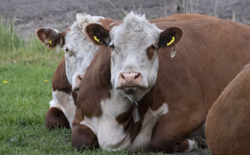 Crescătorii de vaci din România primesc peste 100 milioane lei de la APIA