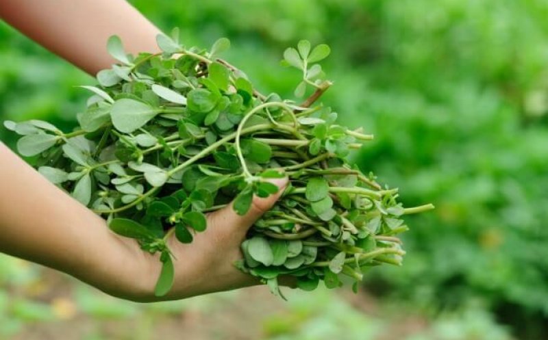 Planta minune care îți protejează sistemul cardiovascular