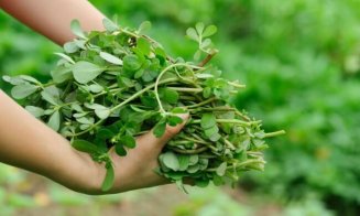 Planta minune care îți protejează sistemul cardiovascular