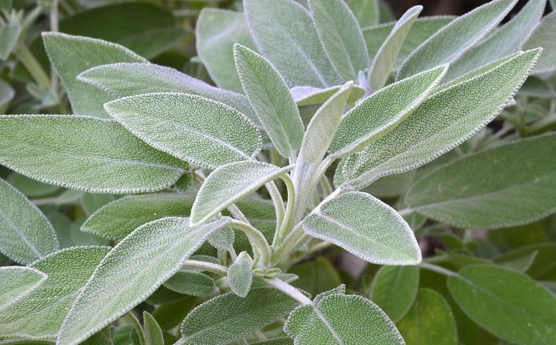 Salvia, planta care ține doctorul departe