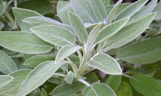 Salvia, planta care ține doctorul departe