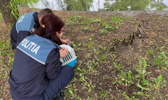 Apariție neașteptată în traficul clujean. Zece boboci de rață se plimbau printre mașini / Protecția animalelor a intervenit