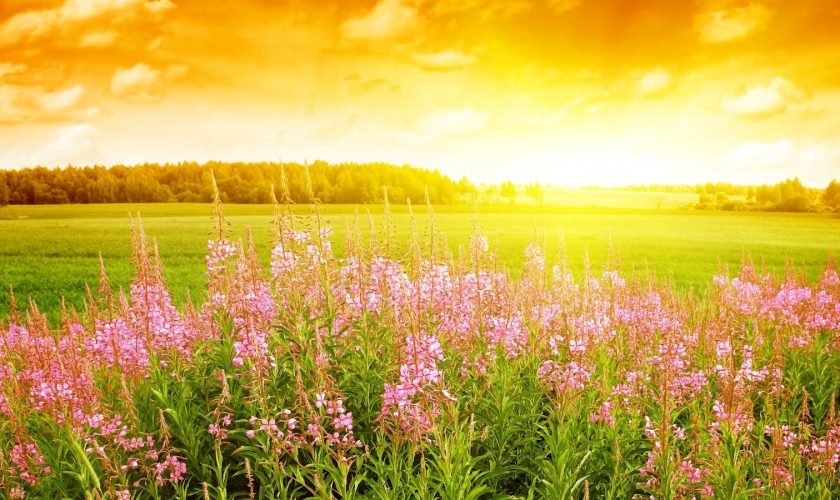 Vești noi de la meteorologi: Vine vara!
