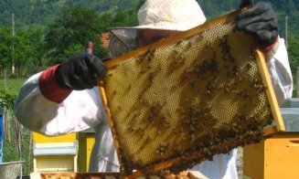România e pe primul loc din UE la numărul de stupi de albine. Nord-vestul țării, în topul regional