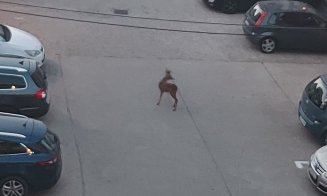 În timp ce alții au simțit cutremurul... "a apărut frumusețea aceasta între betoanele noastre"