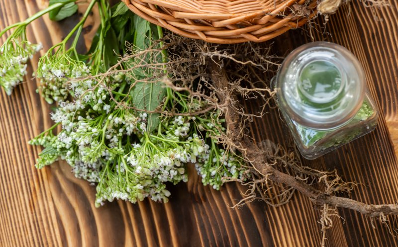 Buruiana antistres sau valiumul vegetal. Cum se folosește rădăcina care face minuni pentru corp şi minte
