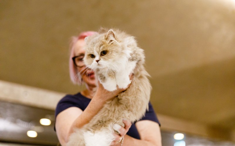 Vrei să vezi cele mai spectaculoase rase de pisici? Vino în acest weekend la Iulius Mall, unde are loc WCF International Cat Show!