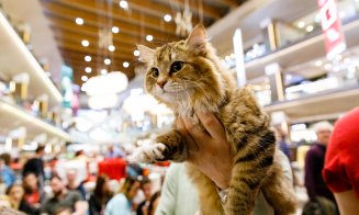 Vrei să vezi cele mai spectaculoase rase de pisici? Vino în acest weekend la Iulius Mall, unde are loc WCF International Cat Show!