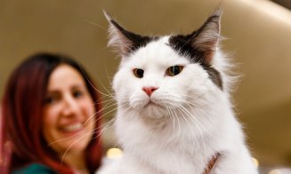 Vrei să vezi cele mai spectaculoase rase de pisici? Vino în acest weekend la Iulius Mall, unde are loc WCF International Cat Show!