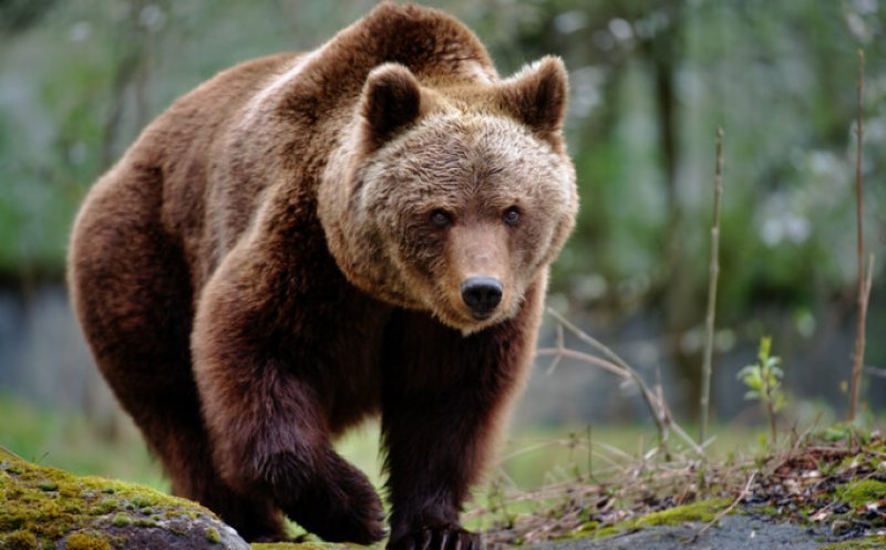 Mesaj RO-Alert! Urs semnalat între două localități din Cluj