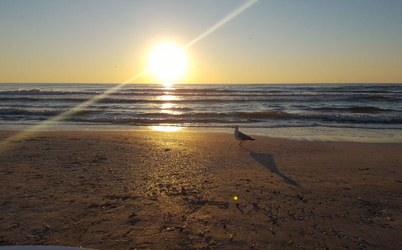 Risc de holeră în Marea Neagră? Ce spune INSP