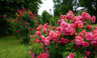 Ce poți vizita la Grădina Botanică Cluj: Rosarium, locul unde trandafirii își dezvăluie acum toată splendoarea!