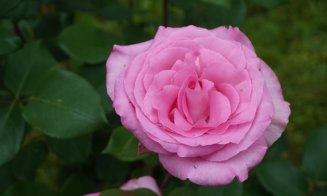 Ce poți vizita la Grădina Botanică Cluj: Rosarium, locul unde trandafirii își dezvăluie acum toată splendoarea!