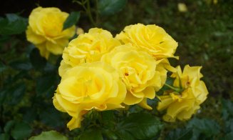 Ce poți vizita la Grădina Botanică Cluj: Rosarium, locul unde trandafirii își dezvăluie acum toată splendoarea!
