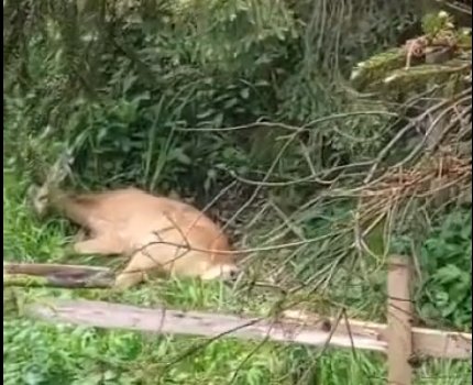 Căprioară salvată în jud. Cluj după ce a fătat. Avea doi pui morți: „Nu orice animal ajunge în farfurie!”