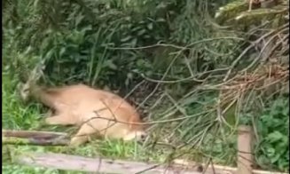 Căprioară salvată în jud. Cluj după ce a fătat. Avea doi pui morți: „Nu orice animal ajunge în farfurie!”