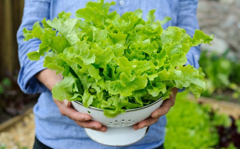 Banala salată verde, beneficii nebănuite pentru sănătate. Pentru ce o apreciau vechii egipteni