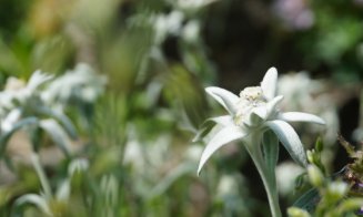 Floare specială în Grădina Botanică din Cluj Napoca. Este ocrotită de lege și declarată monument al naturii