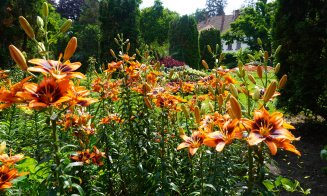 Floare specială în Grădina Botanică din Cluj Napoca. Este ocrotită de lege și declarată monument al naturii