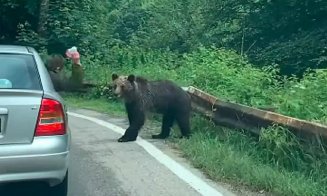 "Lumeee, lume, cine-i om şi cine-i câine?": Urs lovit cu sticla în cap / Urs pulverizat cu spray / Ursoaică cu pui, vânată cu maşina