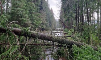 Brazii de la Belilş, seceraţi de vânt, au blocat complet şoseaua / "Să-i cheme pe hoții de lemne cu drujbele, ei deschid drumul cât ai zice peşte"