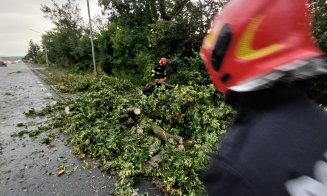 Urmările furtunii din Cluj! Copaci căzuți peste mașini și pe mai multe drumuri