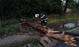 Urmările furtunii din Cluj! Copaci căzuți peste mașini și pe mai multe drumuri