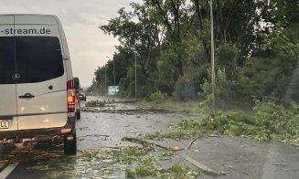 Urmările furtunii din Cluj! Copaci căzuți peste mașini și pe mai multe drumuri