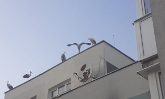 S-a umplut Grigorescu de berze! Îşi antrenează puii pentru primul zbor spre ţările calde