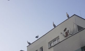 S-a umplut Grigorescu de berze! Îşi antrenează puii pentru primul zbor spre ţările calde