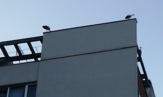 S-a umplut Grigorescu de berze! Îşi antrenează puii pentru primul zbor spre ţările calde