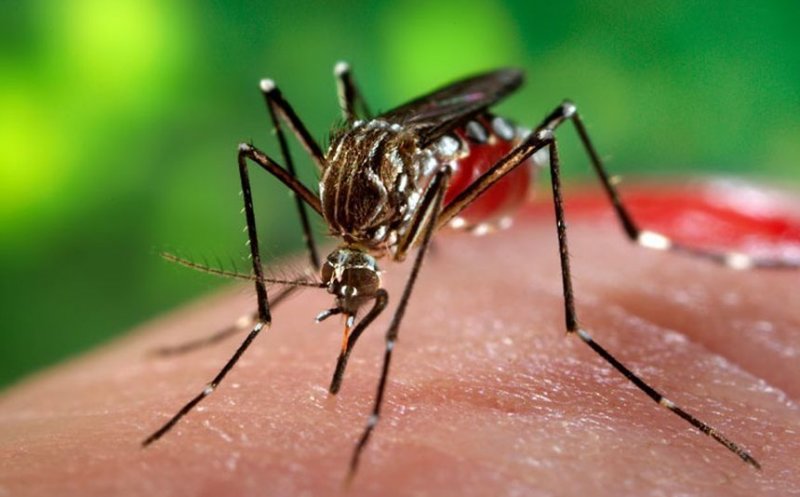 Două persoane au fost infectate cu virusul West Nile. DSP cere intensificarea măsurilor de dezinsecţie împotriva ţânţarilor