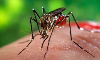 Două persoane au fost infectate cu virusul West Nile. DSP cere intensificarea măsurilor de dezinsecţie împotriva ţânţarilor
