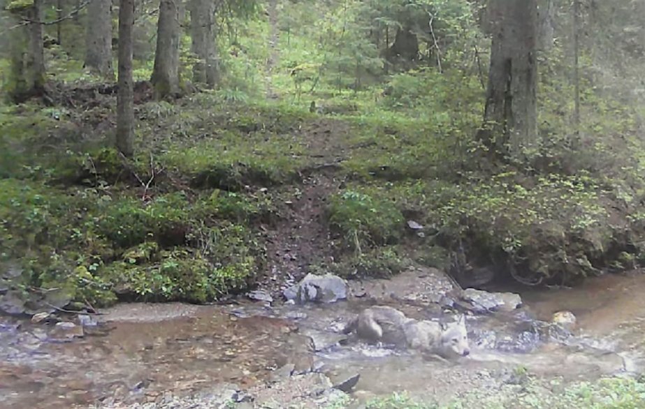 “Bălăceală” pe timp de caniculă. Lup surprins în timp ce se răcorește în râul unei păduri din Parcul Natural Apuseni