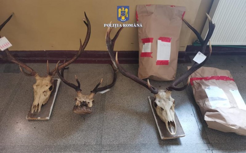 Percheziții în Cluj la persoane bănuite de braconaj. Au fost confiscate două arme de vânătoare, trofee de animale și mii de euro